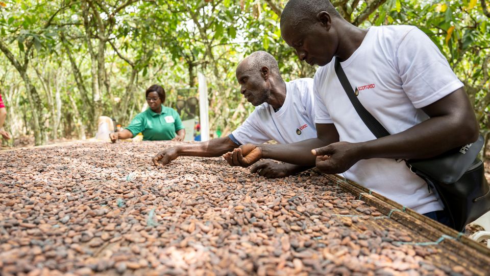 Farmers sort the cocoa beans on a cocoa plantation