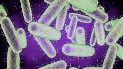 3D illustration of the plague bacteria, yersinia pestis.  (ROGER HARRIS / SCIENCE PHOTO LIBRA / RHR / AFP)