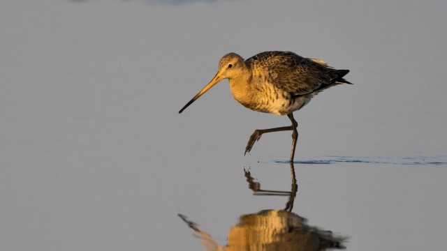 Nature conservation in Bavaria: The black-tailed godwit, here a specimen in the Netherlands, is very endangered in Bavaria.