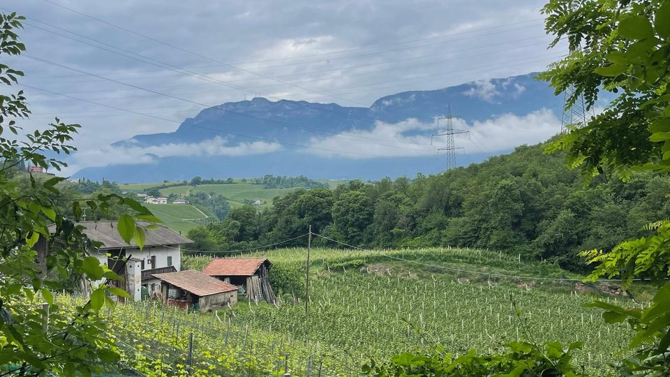 Hiking and wine – both somehow belong to South Tyrol.  So why not combine them together?