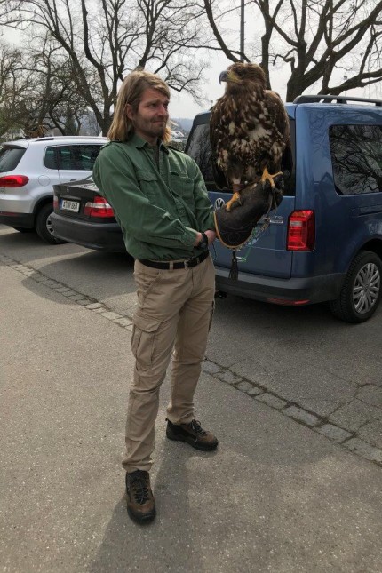 Ornithology: The falconer Miroslav Vrbicky wanted to hunt geese in Herrsching with his sea eagle.