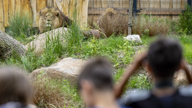 Hellabrunn Zoo: Keeping an eye on the lions: children from the zoo school on observation posts.