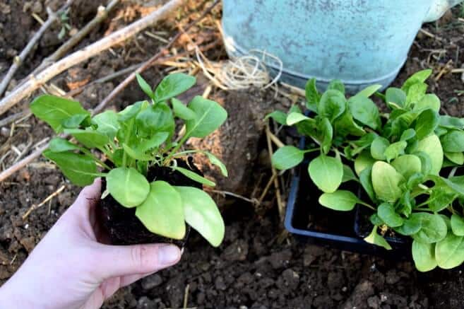 Plant spinach
