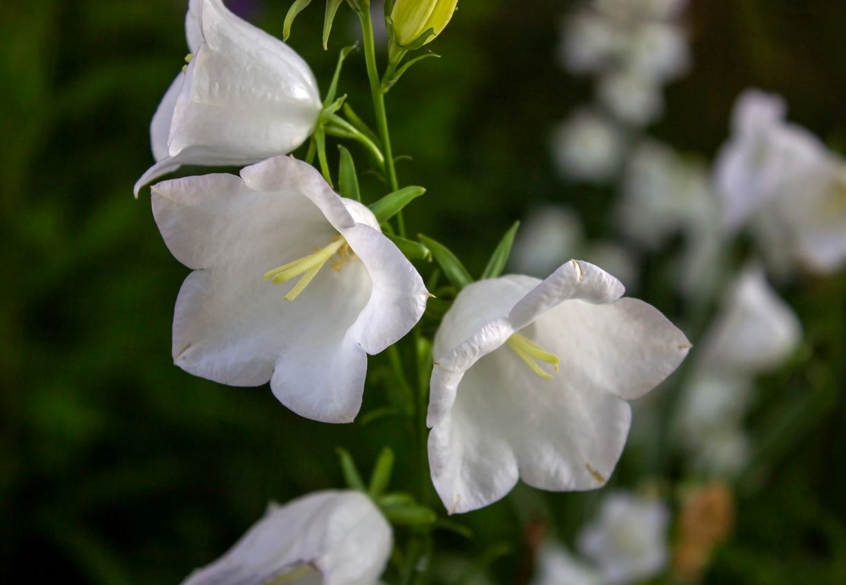 carpathian bellflower