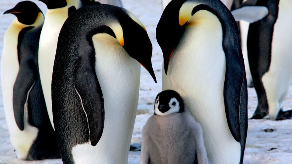 Bird flu: emperor penguin couple with chicks