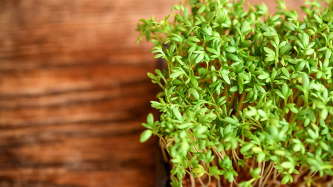 Cress as a healthy seasoning - If you use herbs and spices, you can refine dishes without the need for table salt.  Basil, coriander, curry, ginger, thyme, etc. are also part of a balanced diet.  Turmeric in particular is said to lower cholesterol and thus prevent the development of cardiovascular diseases.