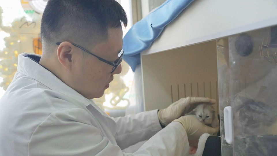 Doctor Zhao Minghui with his first clone cat Pingan - through her Minghui was diagnosed with a cat hair allergy.