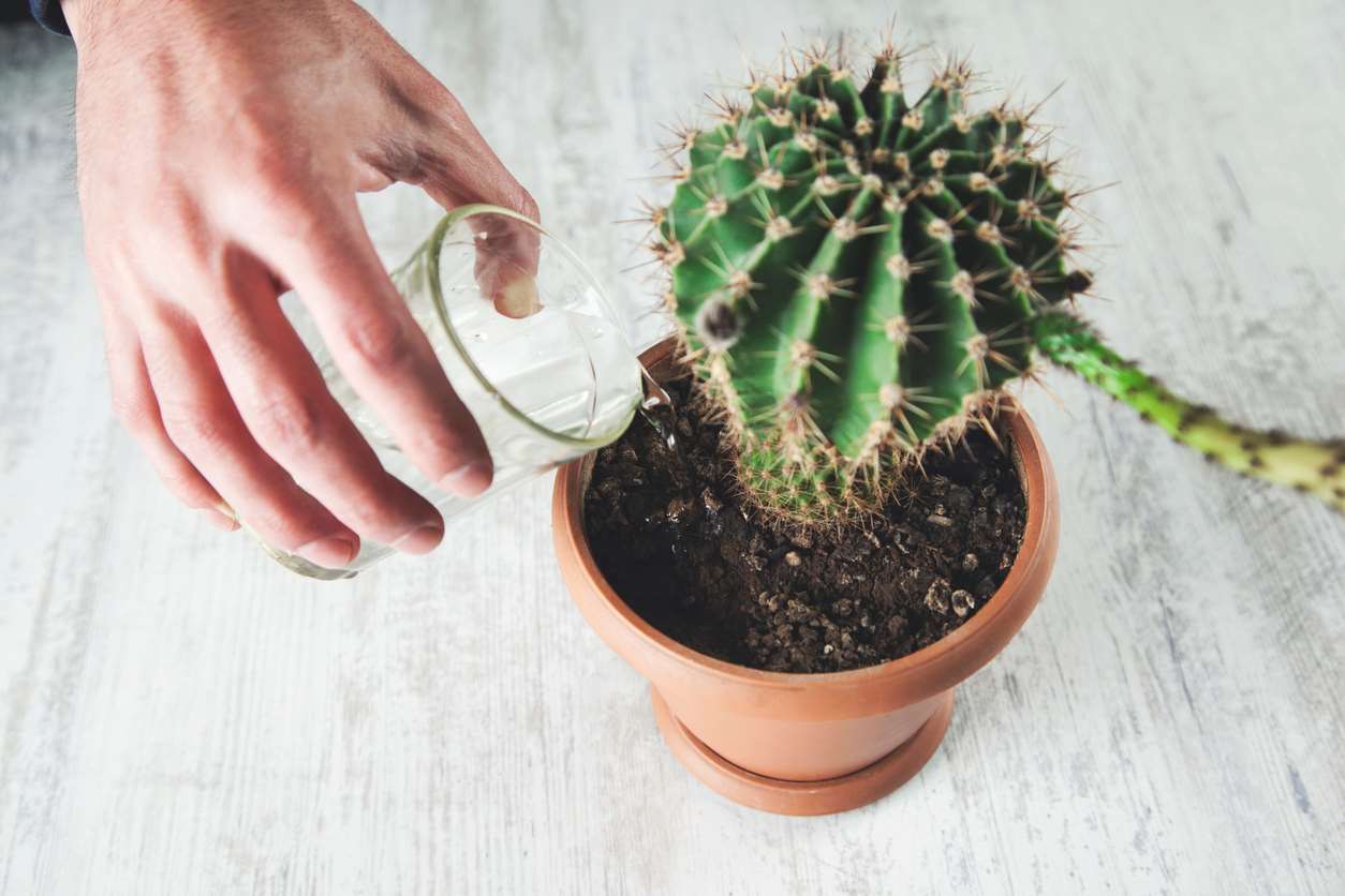 watering the cactus with a glass of water