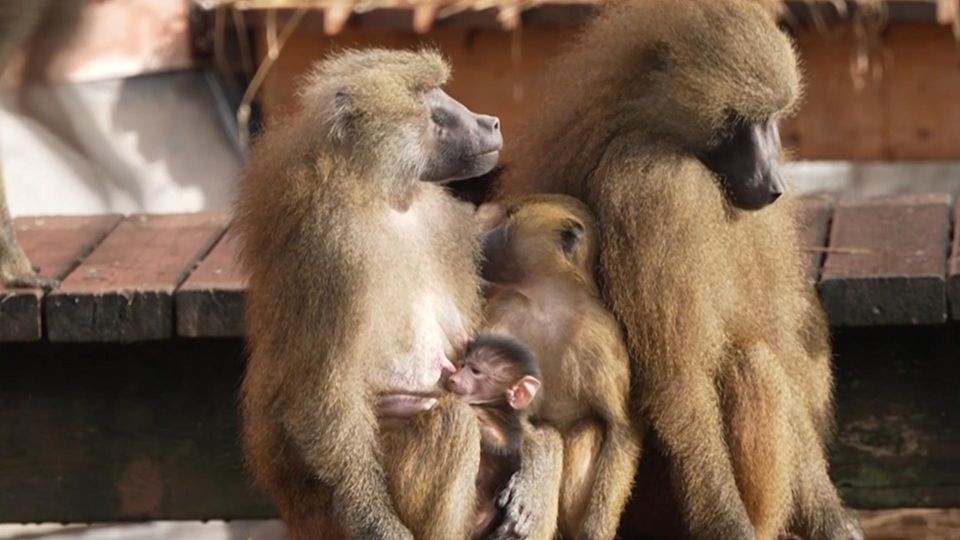Monkeys should be killed: Drama in the Nuremberg Zoo