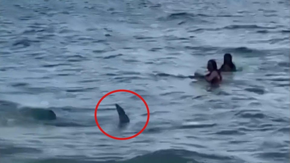 Panic on the beach: Shark suddenly appears between bathers