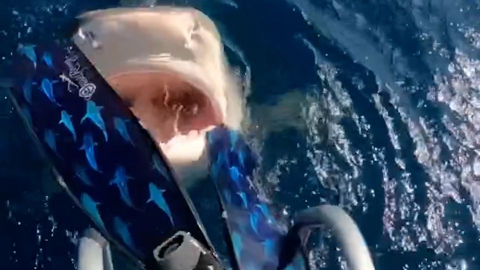 Dramatic footage: Shark snaps at diver's foot