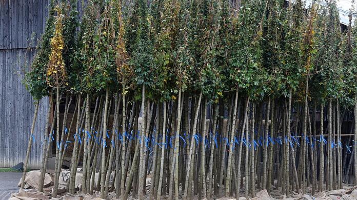 Munich wants to combat increased temperatures with thousands of trees.  Growing them in a tree nursery takes years and costs accordingly.  (archive image)