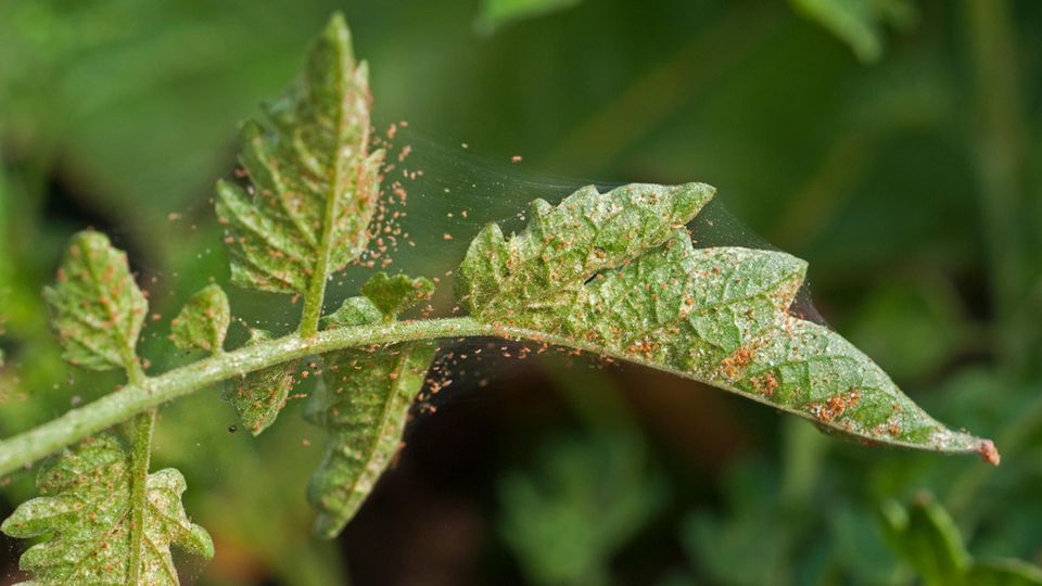 Spider mite infestation on a tomato crop