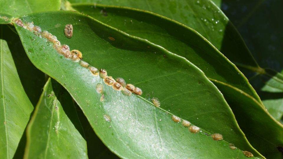 Scale insects on a leaf
