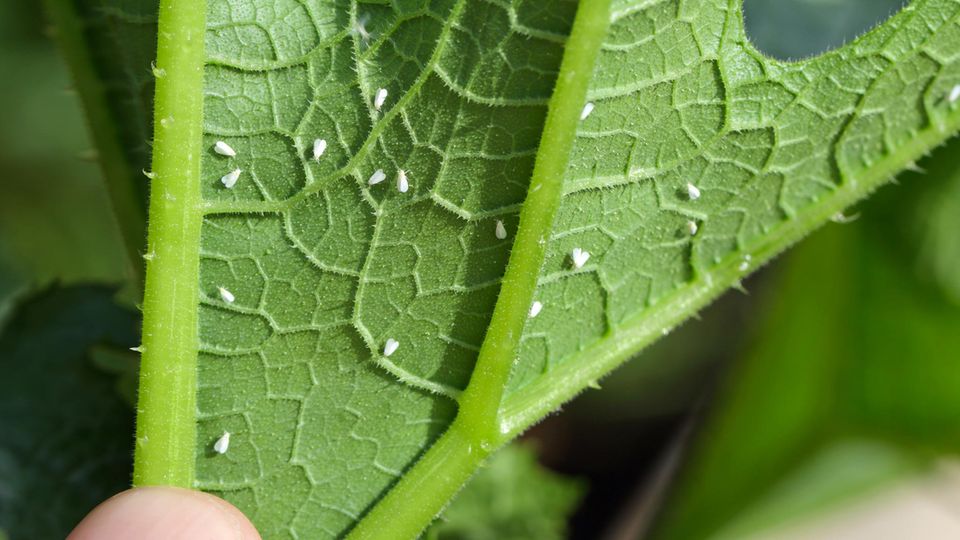Whiteflies on the underside of a leaf