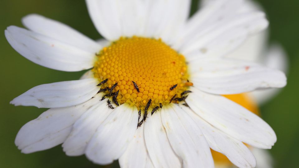 Thrips on oxeye daisy flower