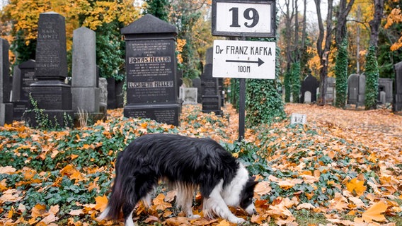 A dog sniffs autumn leaves in a cemetery, with a sign behind it "Dr.  Franz Kafka 100 meters" in the ARD/NDR documentary "Kafka and me" © NDR/Benjamin Kahlmeyer 