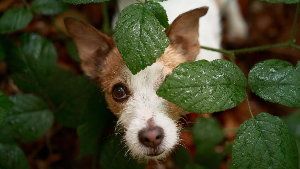 A Jack Russel Terrier looks out of a bush.  Be careful if you smell Maggi