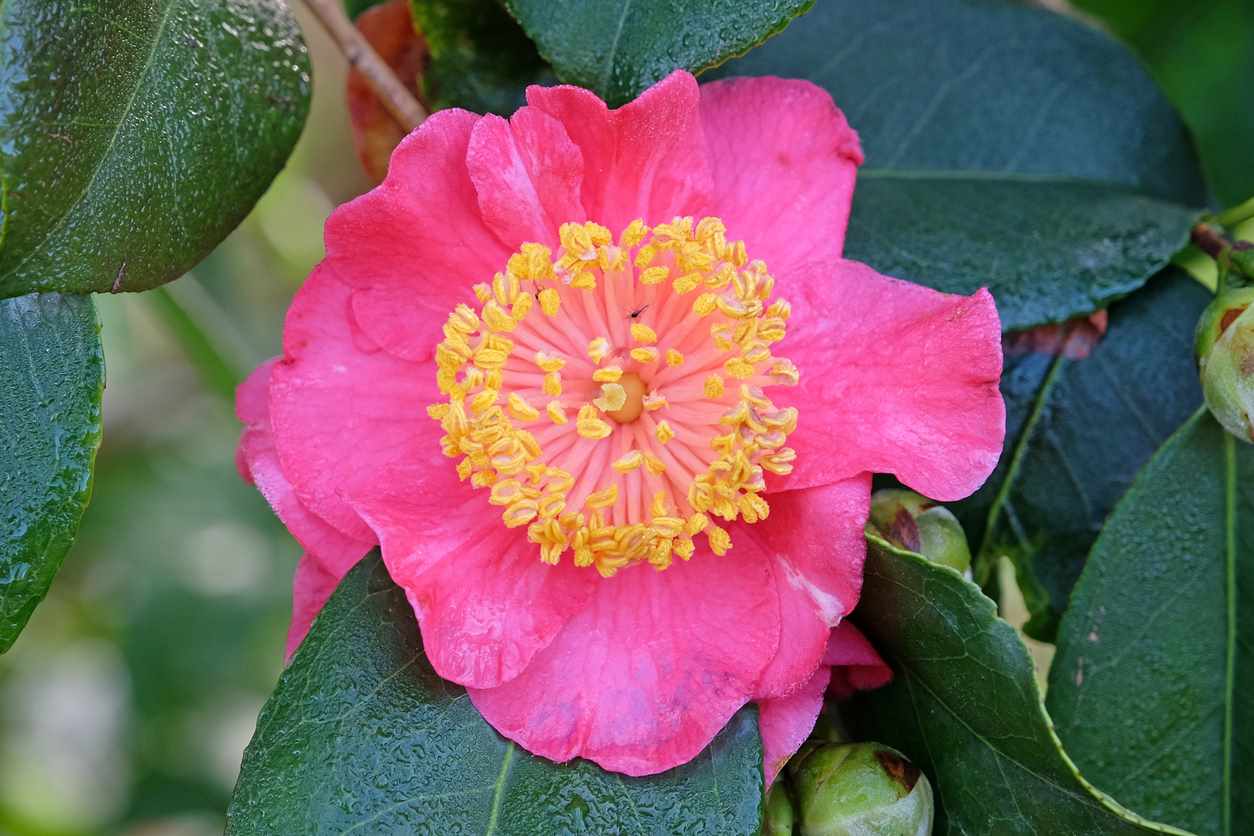 Camellia Higo