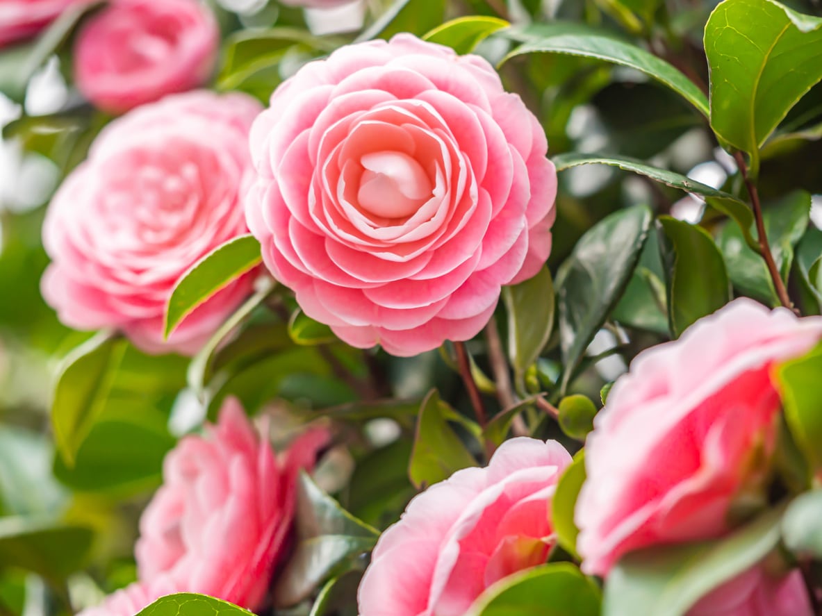 Close-up of pastel pink Camellia Japonica 
