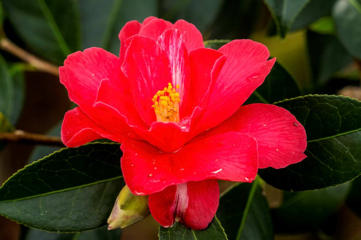 Camellia Reticulata