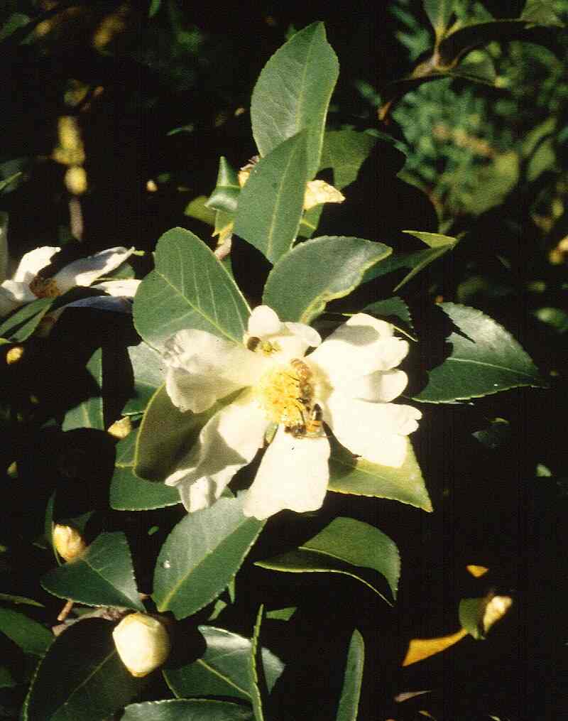 Camellia Sasanqua Oleifera