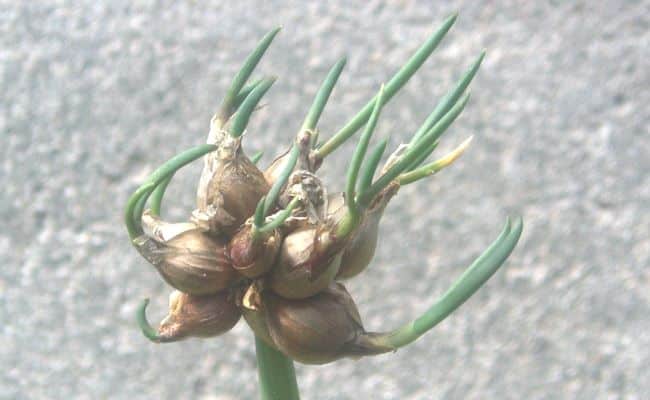 Rocambole onion
