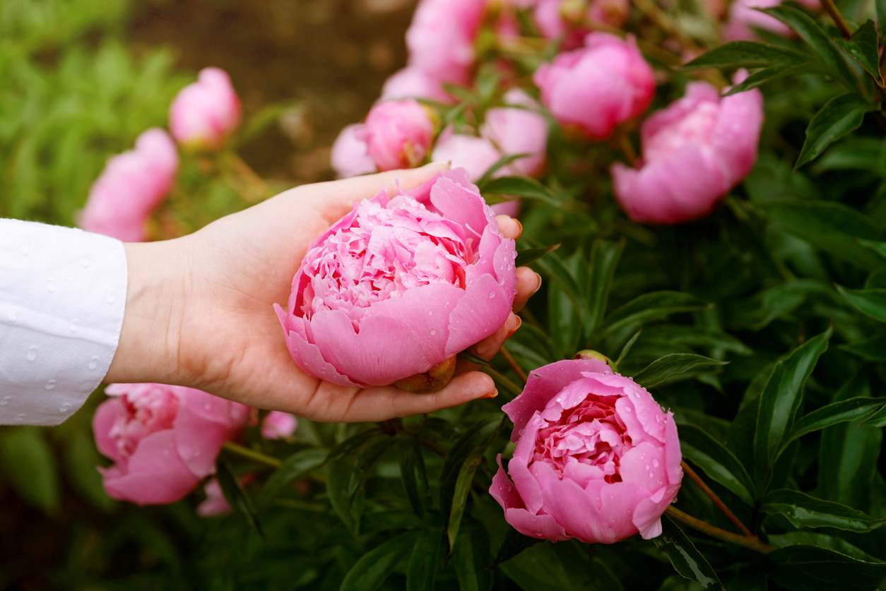 peony in hand