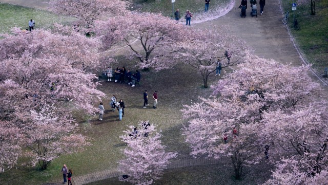 Cherry tree blossom: dpatopbilder - March 22, 2024, Bavaria, Munich: People look at the cherry blossoms in the Olympic Park.  Photo: Sven Hoppe/dpa +++ dpa-Bildfunk +++
