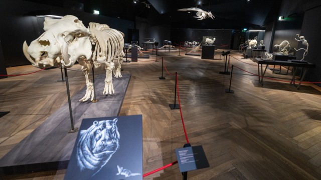 New exhibition in Munich: The hippopotamus needs heavy bones in the water.