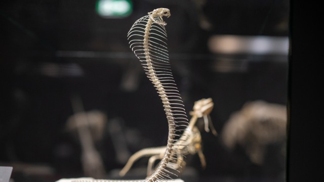 New exhibition in Munich: Visitors don't have to be frightened by snake skeletons.