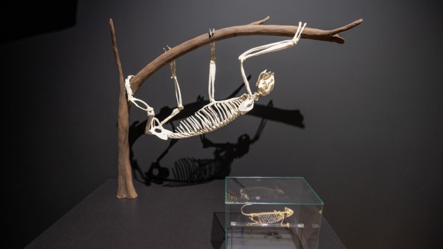 New exhibition in Munich: The sloth hangs in the tree without any effort.