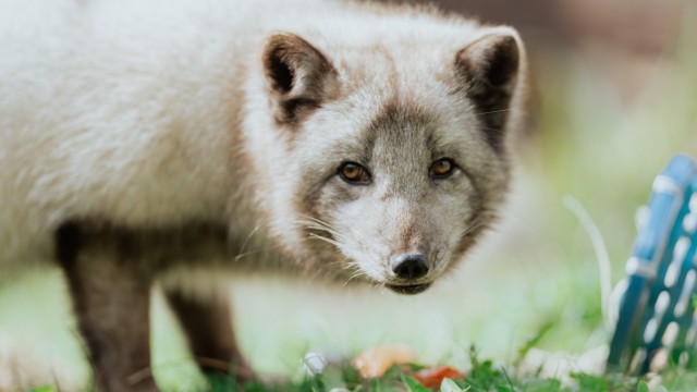 Hellabrunn Zoo: It looks like the arctic fox would prefer to be left undisturbed while it eats the contents of the basket.
