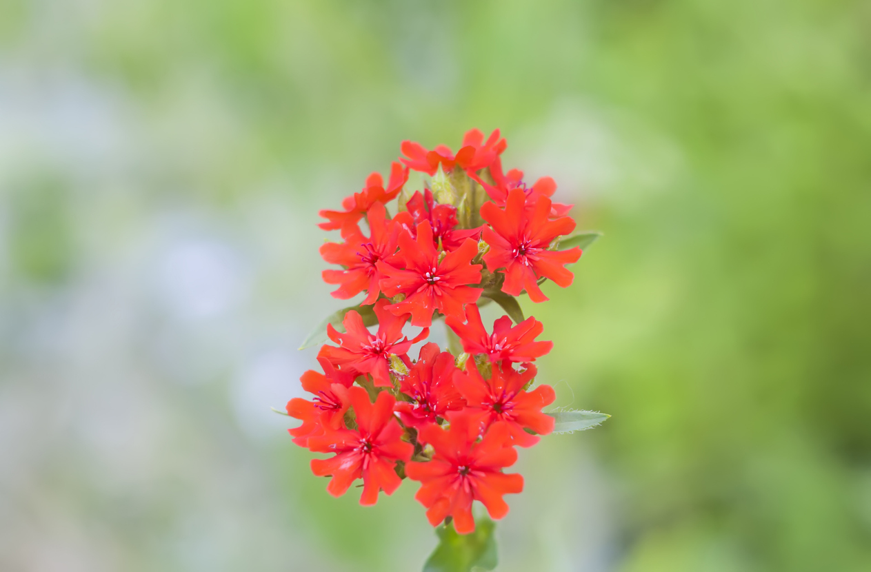 Red Lychnis flower