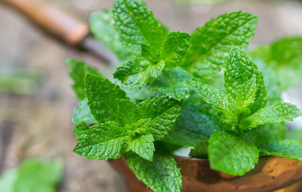 Aromatic Plants and Flowers Mint