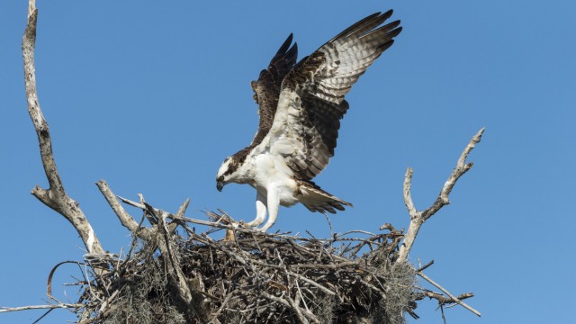 Ornithology: An osprey flies to its nest in the Everglades National Park in the USA.