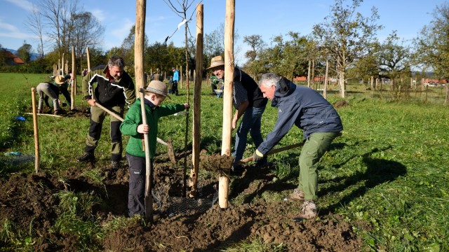 Biodiversity project: More than 60 old apple and pear varieties threatened with extinction were planted in the conservation garden in Benediktbeuern houses.