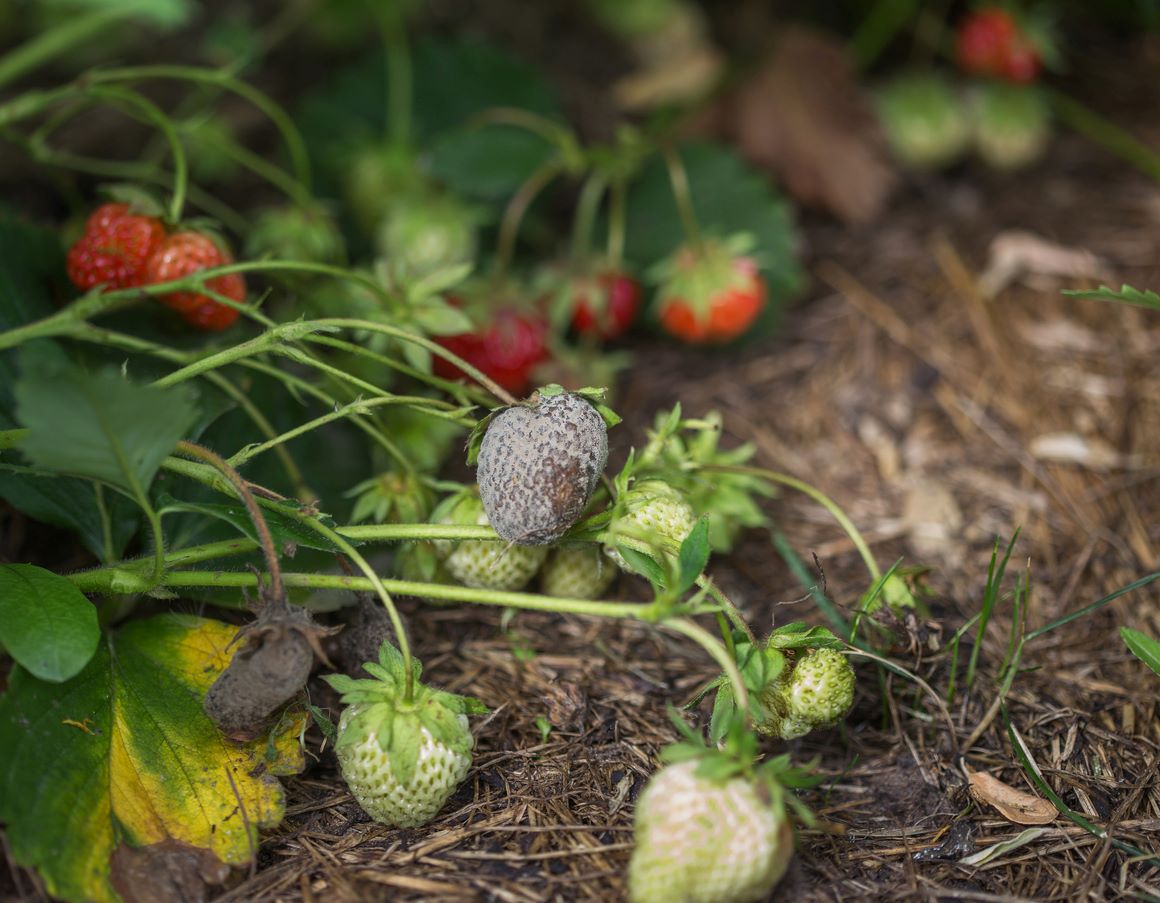 strawberry affected by botrytis
