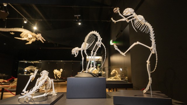 New exhibition in Munich: Cats in action: The vertebrae are extremely flexible, an advantage when humping or playing.