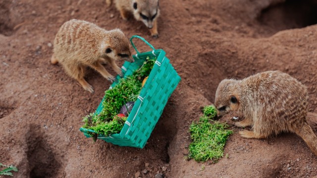 Hellabrunn Zoo: There is also great interest in meerkats.  What's in the baskets obviously varies slightly from animal to animal.