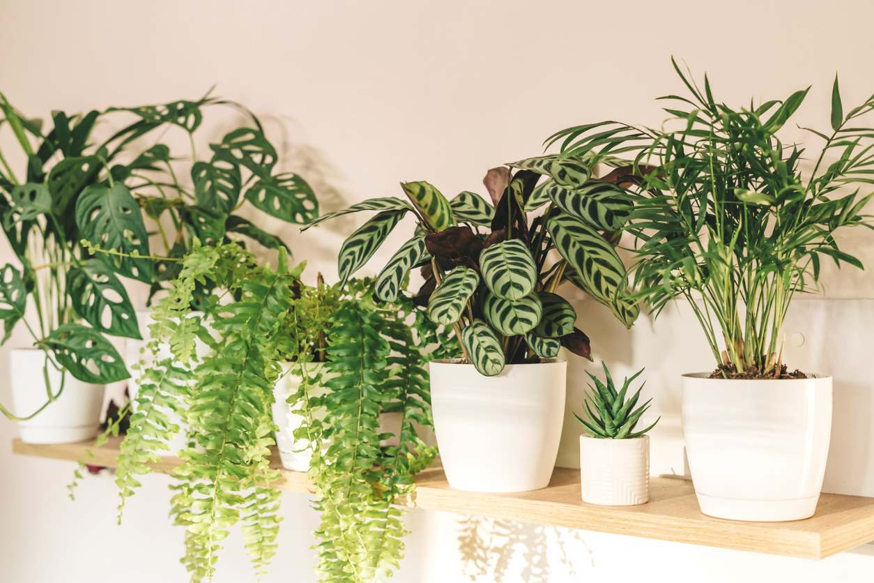 Close-up of leaves of fern, palm, pholodendron, monstera at home on the shelf indoor plant