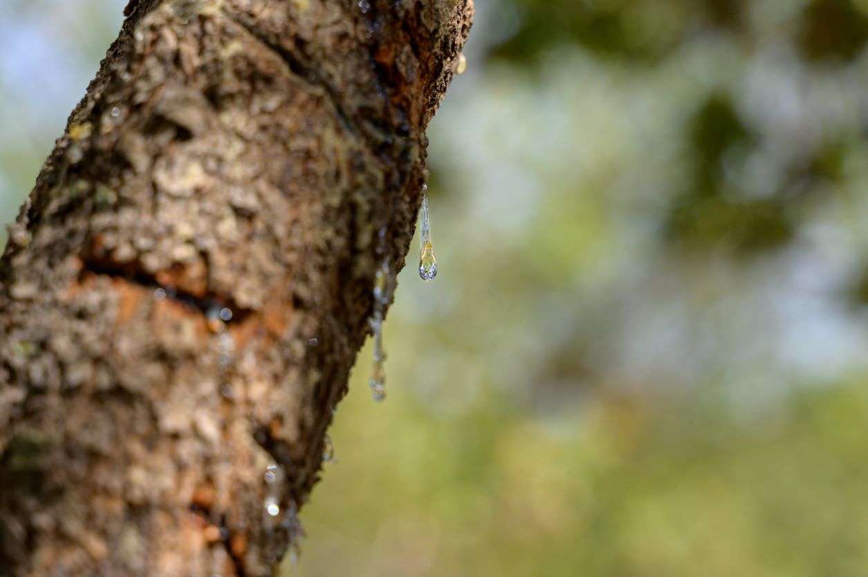 sap flowing from a tree branch