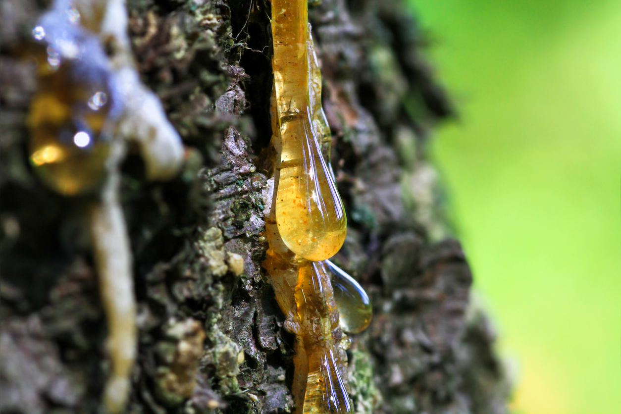 Drop of tree sap