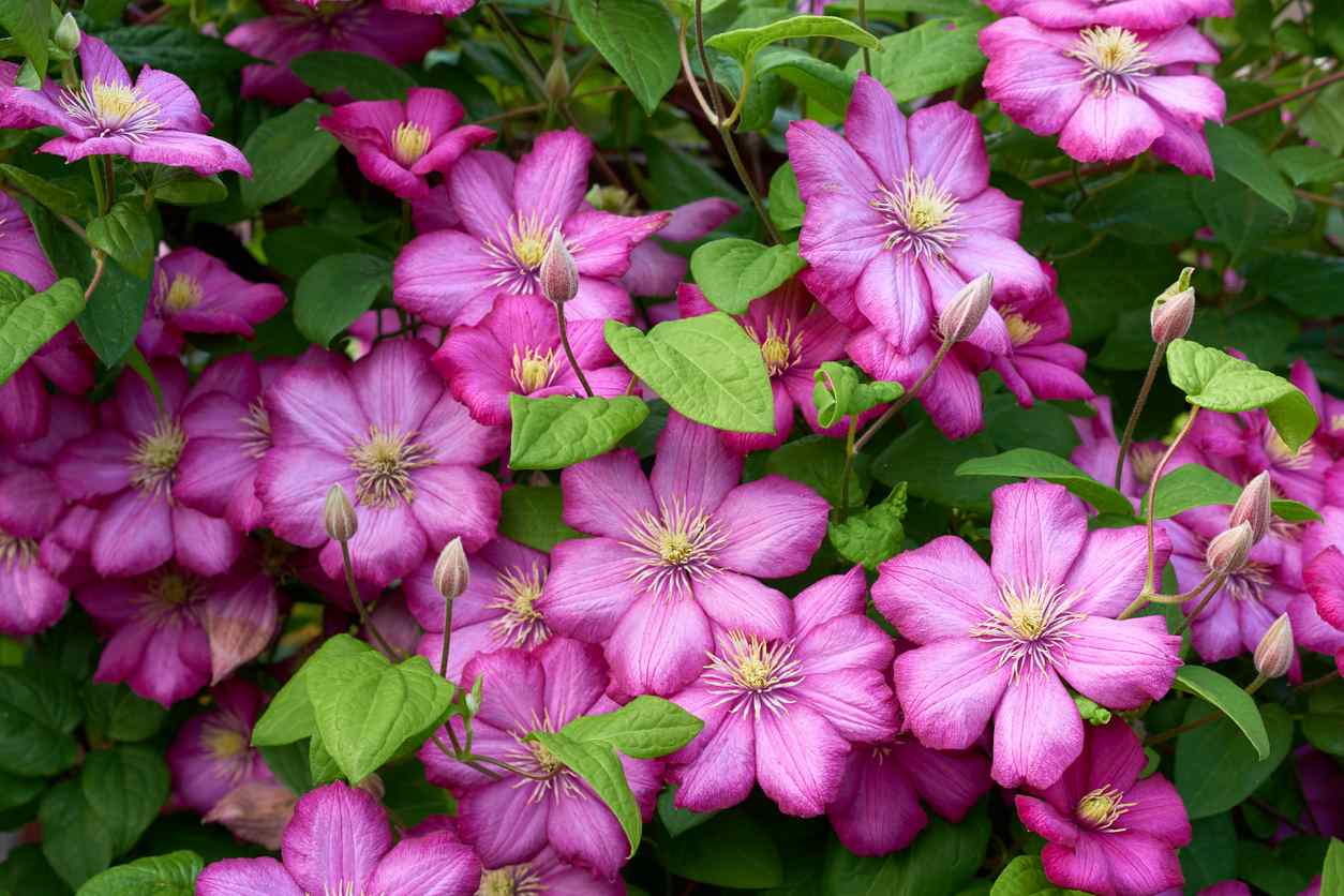 Pink Clematis flowers