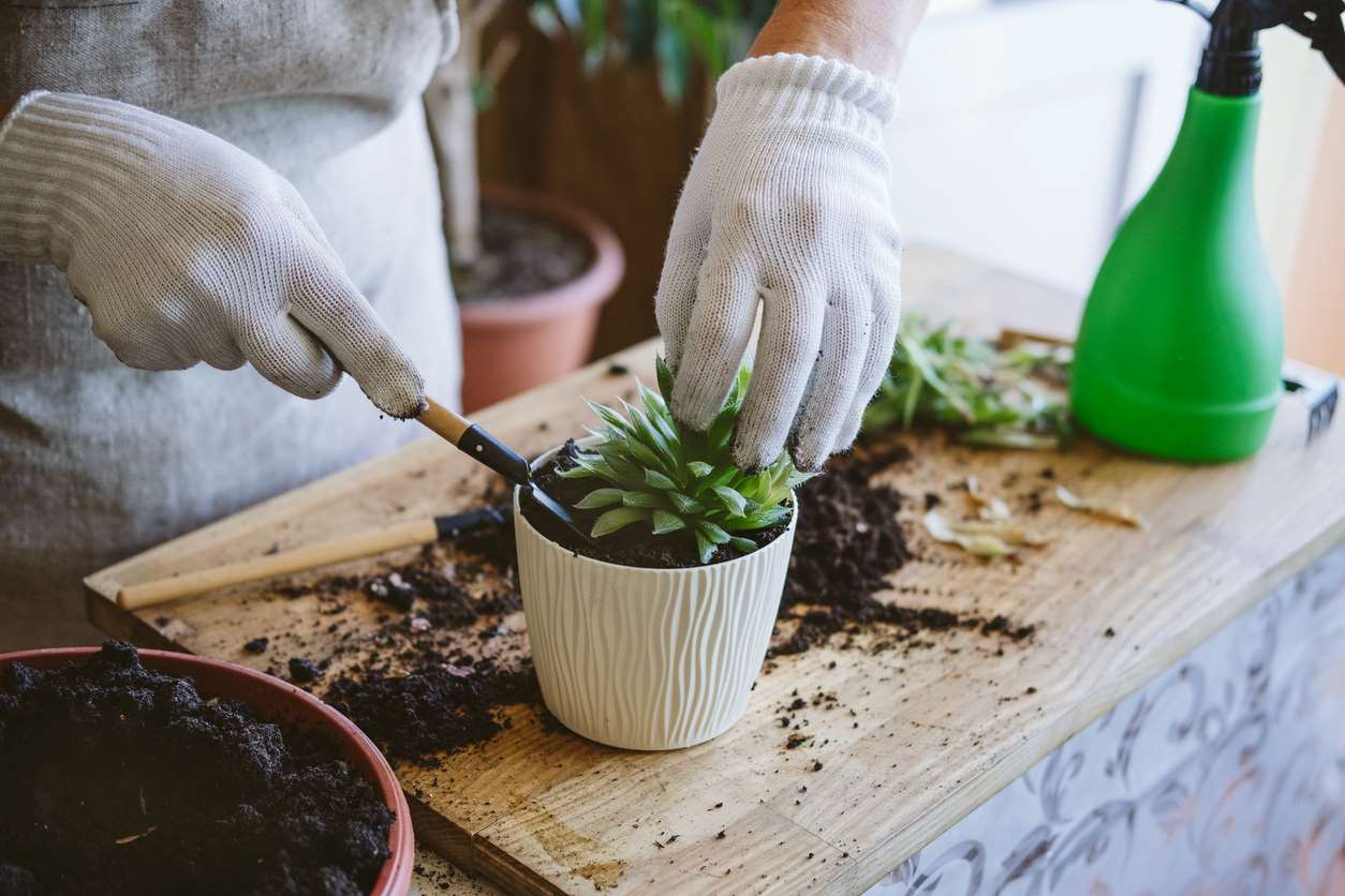 woman repotting a cactus in a white pot