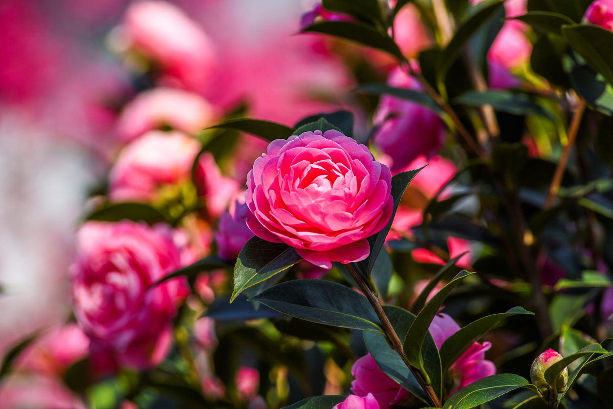 Camellia In Bloom