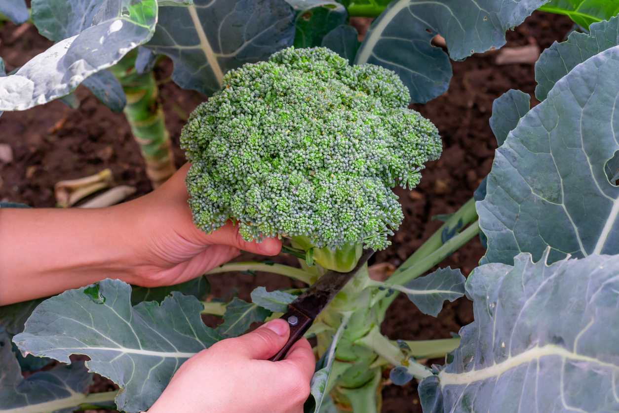 Broccoli Harvest